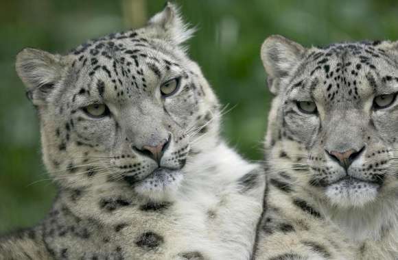 Two Snow Leopard
