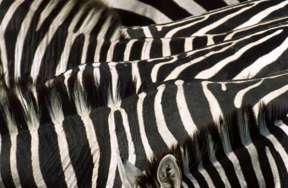 Zebra Group