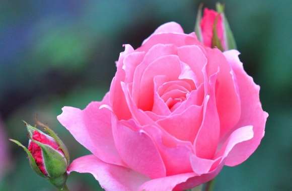 A Pink Rose And Two Buds