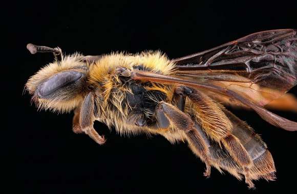 Andrena Nigrihirta Bee Macro
