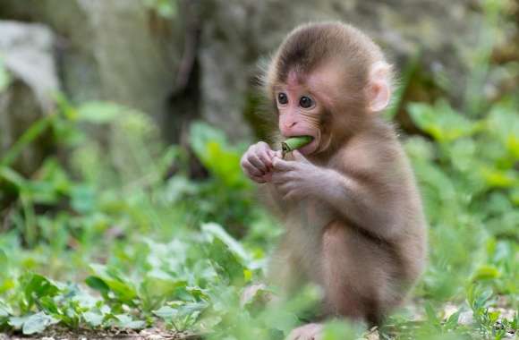 Baby Macaque Monkey