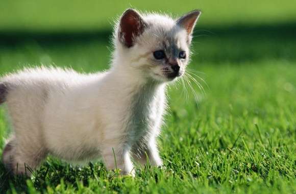 Baby Siamese Kitten