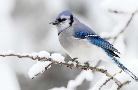 Beautiful Bird Winter