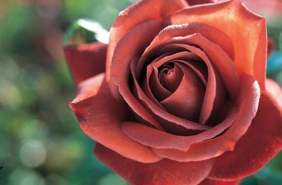 Beautiful Rose 1