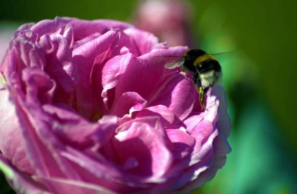 Bee On A Pink Rose