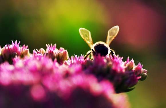 Bee On Pink Flowers, Macro
