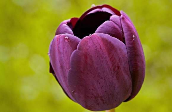 Burgundy Tulip Flower