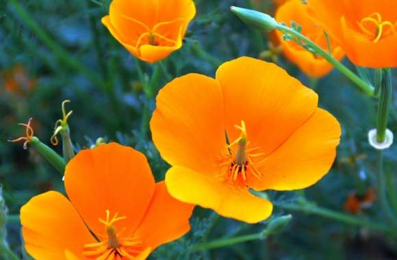 California Poppy Closeup