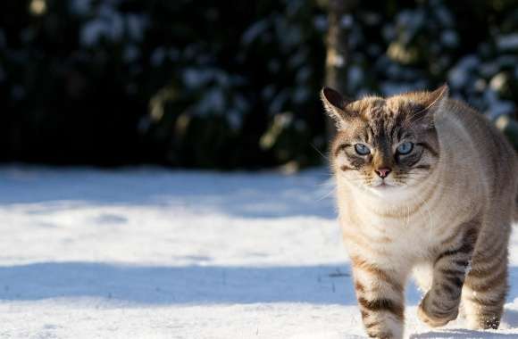 Cat In The Snow