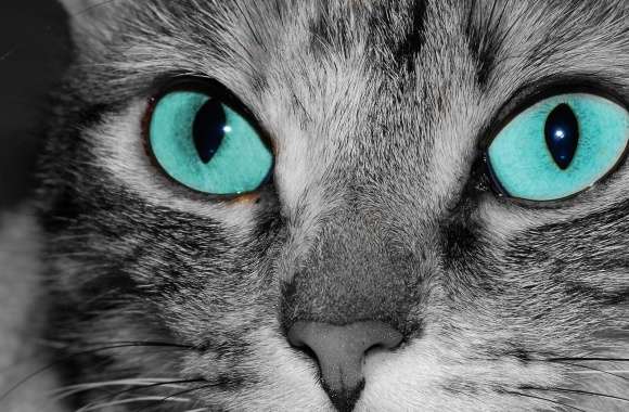 Close Up Of A Grey Tabby Cat Face
