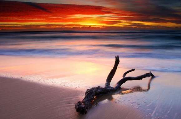 Driftwood And Spectacular Sunset