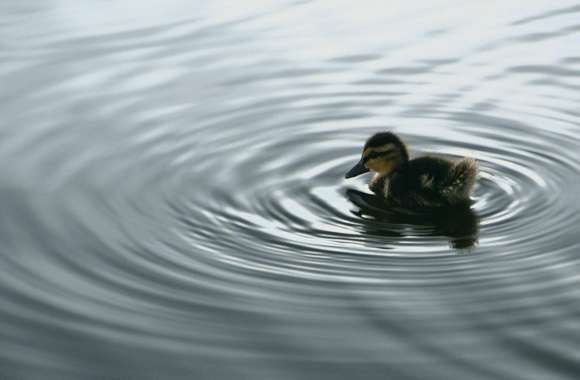 Duckling On Water
