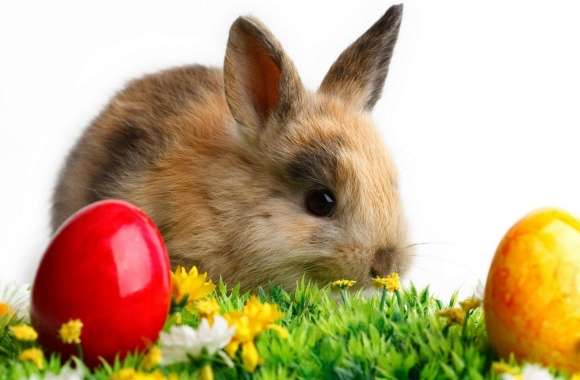 Easter Cute Rabbit wallpapers hd quality