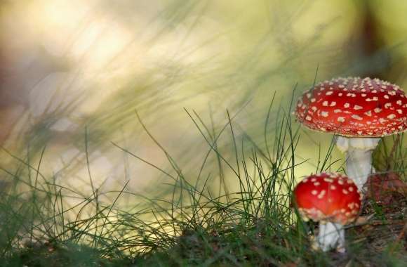 Fly Agaric Mushrooms wallpapers hd quality