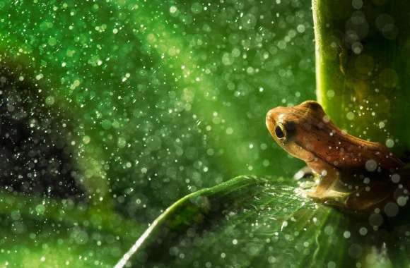 Forest Frog Rain