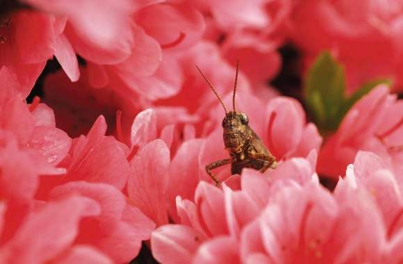 Grasshopper Among Flowers