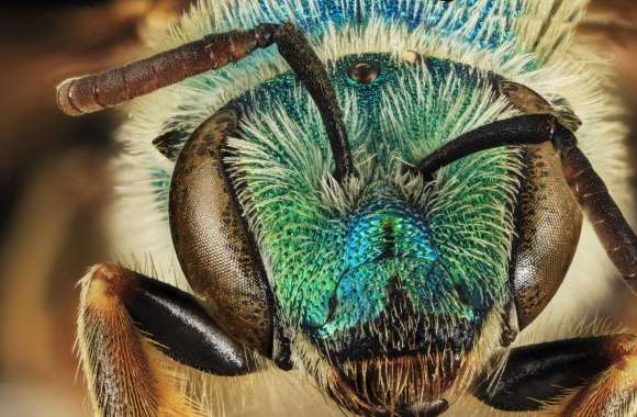 Green Blue Metallic Bee, Agapostemon Coloradinus