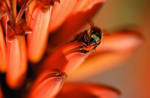 Honey Bee, Red Aloe Flower