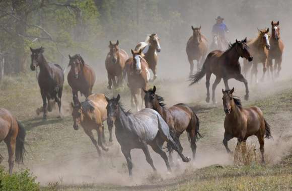 Horse Roundup Montana