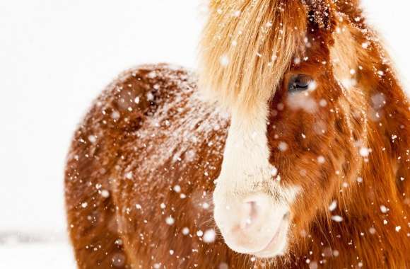 Icelandic Horse, Snowflakes, Winter