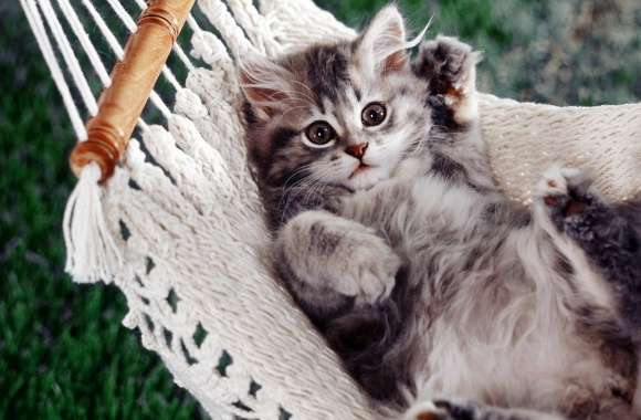 Kitten Sitting In A Hammock