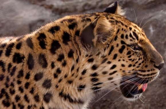 Leopard Head Close Up
