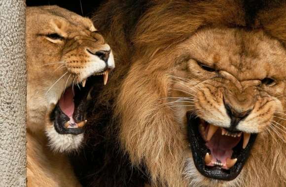 Lions Aggression