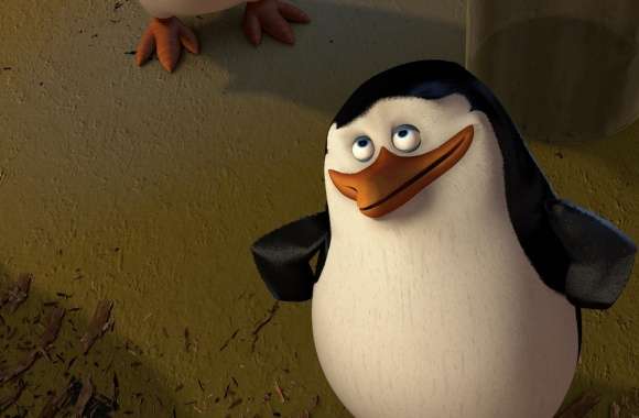 Madagascar 3 Penguins wallpapers hd quality