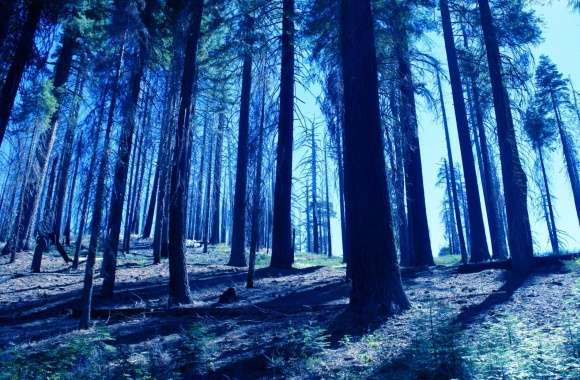 Night Trees Blue
