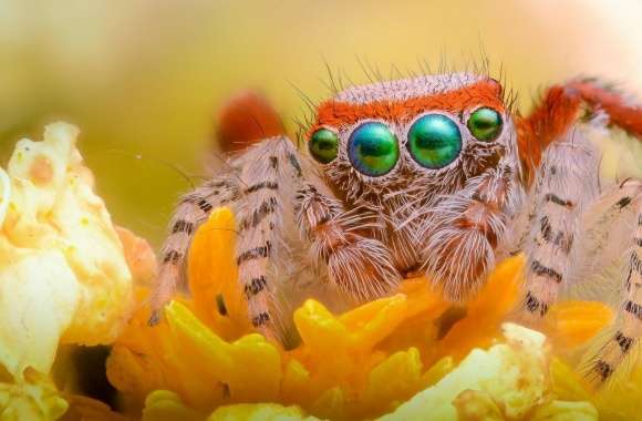 Orange Flower Spider Jumper
