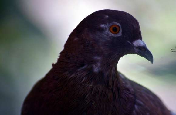 Pigeon Orange Eyes