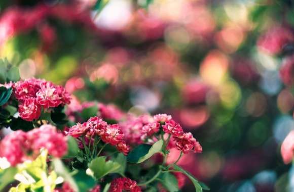 Pink Blossom And Green Bokeh