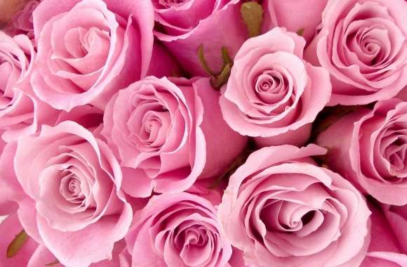 Pink Roses Close-up wallpapers hd quality