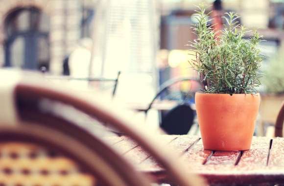 Plant On A Cafe Table wallpapers hd quality