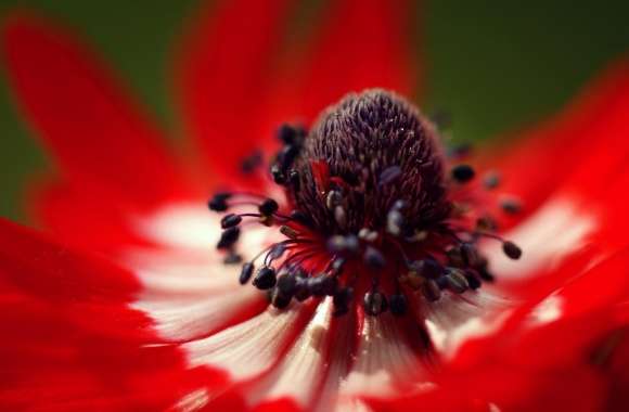 Red Anemone Macro wallpapers hd quality