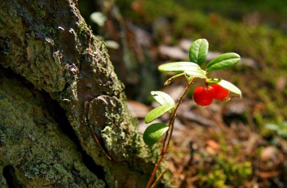 Red Berries Plant