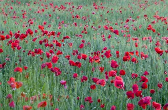 Red Poppies Yonne France wallpapers hd quality