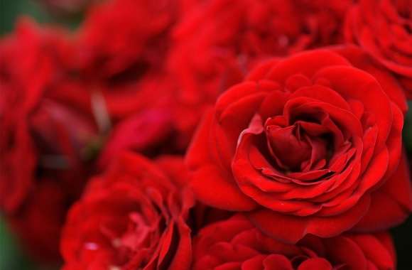 Red Roses Macro wallpapers hd quality