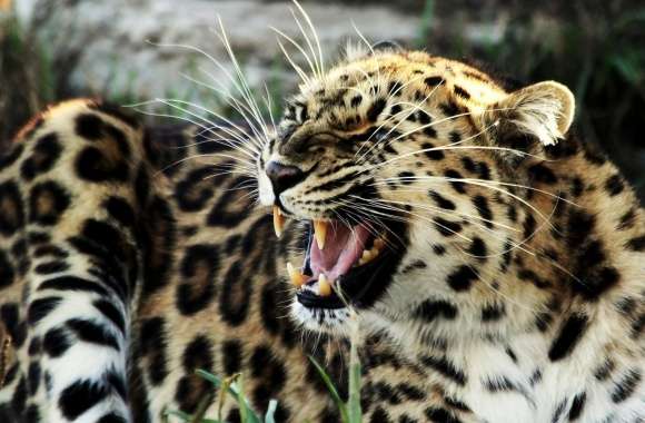 Roaring Leopard