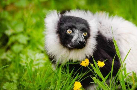 Ruffed Lemur Habitat