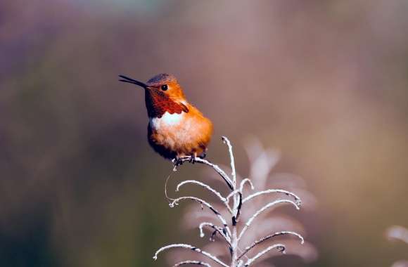 Rufous Hummingbird Perched on a Twig