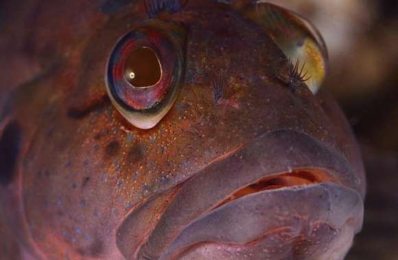 Sea Fish Close Up