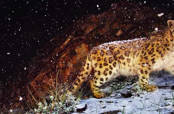 Snow Leopard Flurries