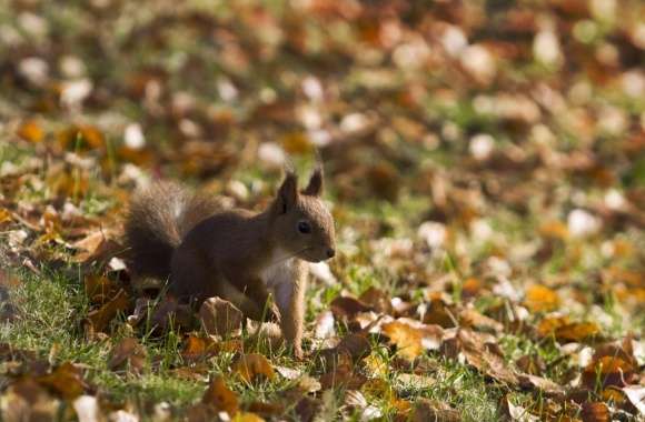 Squirrel, Autumn