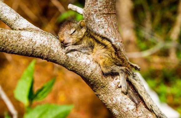 The Baby Squirrel Takes A Nap