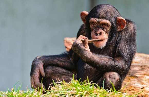 Thinking Chimp