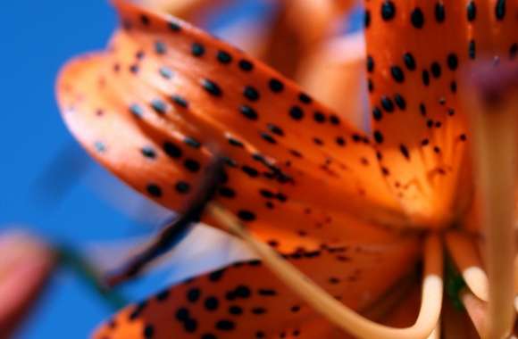 Tiger-lily wallpapers hd quality