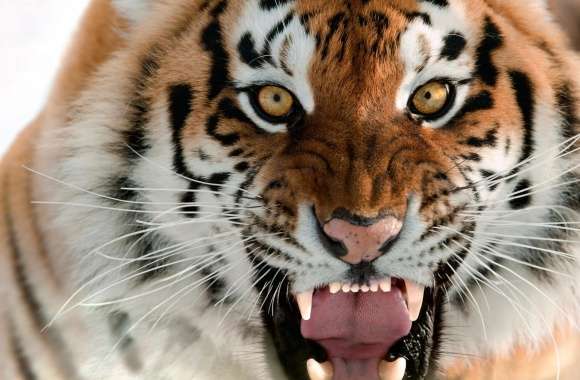 Tiger Roar Face