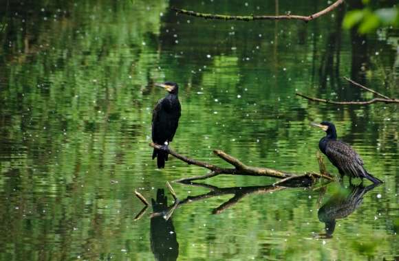 Two Cormorants Birds
