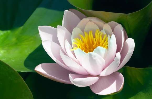 Water Lily Flower wallpapers hd quality